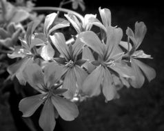 Black white photo of the geranium flowers on a blurred background