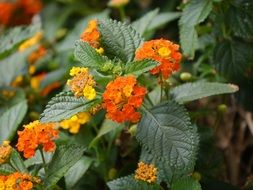 Orange and yellow lantana flowers