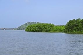 mangroves near estuary in india