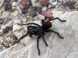 macro picture of the big Tarantula Spider on a stone