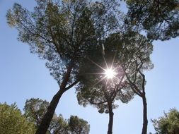 Sun Garden Nature