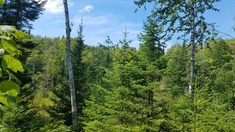 Forest Quebec Landscape Mont