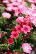 pink and red flowers in the garden