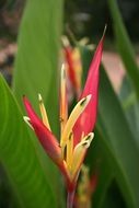 Exotic flowers in a garden