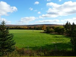 Landscape of green Canada