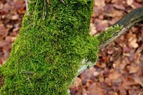 Mossy Trunk Moss Tree Forest