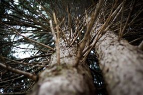 dry branches on a tree trunk close-up