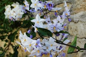 tiny white and purple summer flowers