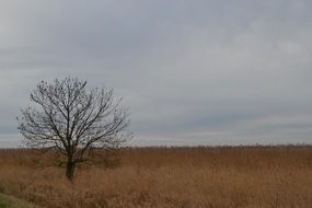 tree in a field with dry grass