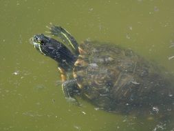 incredibly pretty Turtle