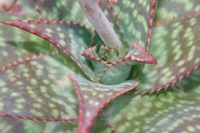 close up shot of tropical cactus