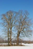 Beautiful snowy trees on a clear sunny day at blue sky bacground