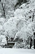 Winter Snow Woods