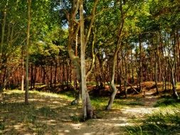 Forest Sun Nature Light Trees