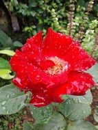 macro shot of a red flower