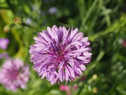 purple meadow flower among green grass