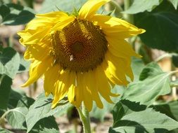 large sunflower blossom