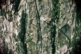 tree bark as a structure