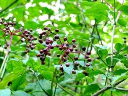 Close-up of the red berries on a green bush