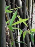 green leaves of bamboo closeup