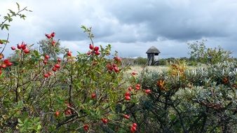 Rose Hip on the coast of the baltic sea