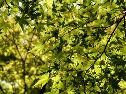 Leaf Maple