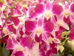 pink-white orchids as a decoration