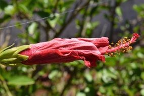 hibiscus in a red bud in profile closeup