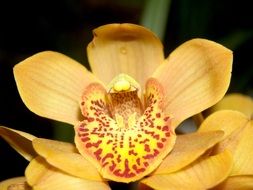 yellow spotted orchid on a dark background close-up