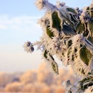 Beautiful frozen trees in the cold winter