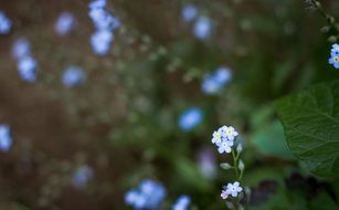 bush with flowers in nature