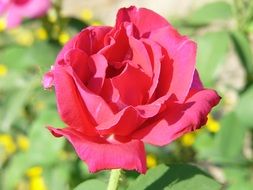 scarlet bud in the garden