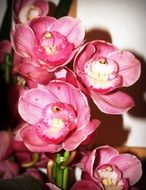 Close-up of the beautiful pink and white orchid flowers