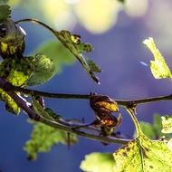 Leaves on the branches in autumn