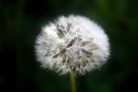 fluff of white dandelion on a stalk