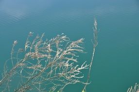 dry plants over Blue Water