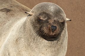 Picture of the sweet Seal