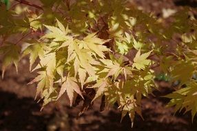 Fall Leaves Gold on a blurred background