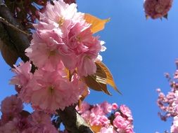 pink flowering of a cherry under the bright sun