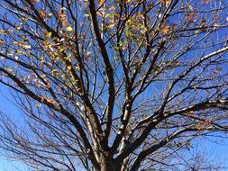 tree with falling leaves under the bright sun