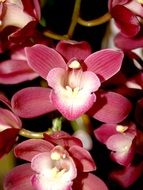 orchid as a bright decoration