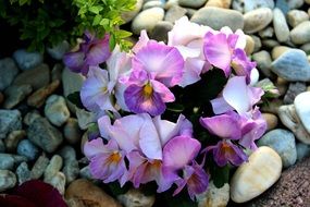 spring flowers among the stones