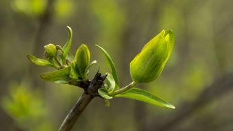 new green leaves on twig