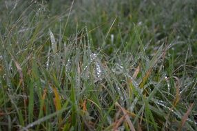 Meadow Grass with water drops closeup