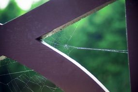 cobweb in the park