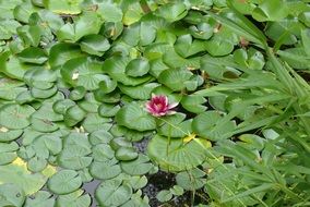 lily flower among green leaves