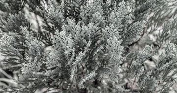 Natural beauty grass