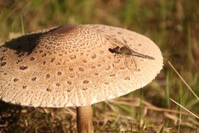 Dragonfly on Mushroom closeup