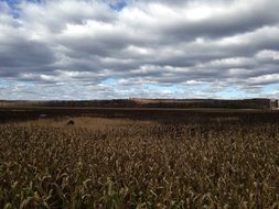 field with corn under the autumn sky