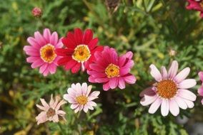Flowers in a garden